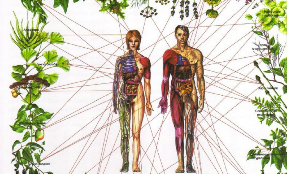 Anatomical image of a man and a woman surrounded by various plants with lines connecting them to the body parts they aid