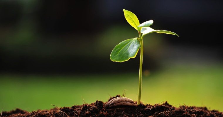 Wide image of a small sprout in the dirt with a blurred background