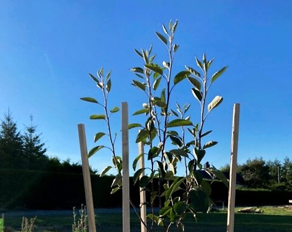 Plant with supports and blue sky in the background