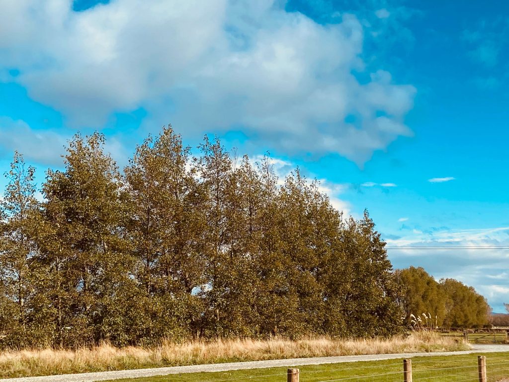 Italian Alders beginning to lose their leaves